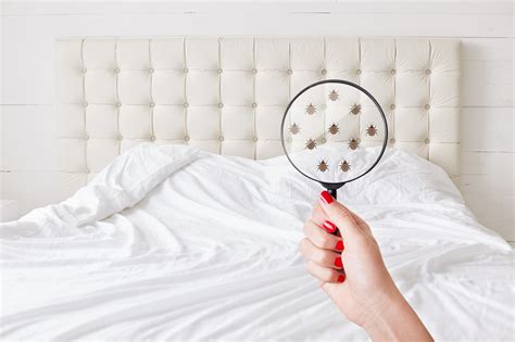 bed bugs to the naked eye|Solved! 5 Early Signs of Bed Bugs to Never Ignore